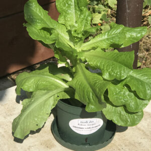 Neoli Robotic Gardens - Live Lettuce