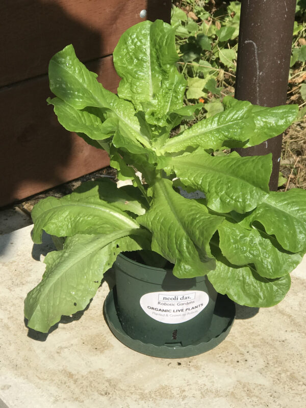 Neoli Robotic Gardens - Live Lettuce