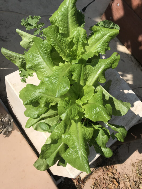 Salad Tray