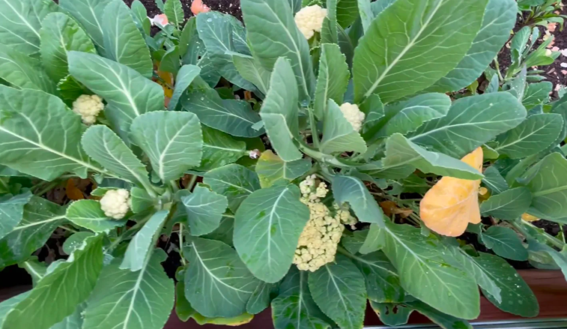 Cauliflowers in Full Bloom!